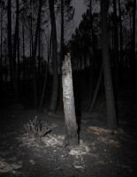 PLVIRANTA_HARRI/portugal_33_118x91cm_flat