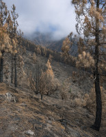 PLVIRANTA_HARRI/tenerife_40_118x91cm