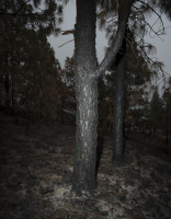 PLVIRANTA_HARRI/tenerife_46_55x43cm_flat