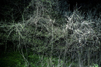 SOININEN_SARI/soininen_TCM_034