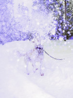 SOININEN_SARI/soininen_TCM_11_ulottuvuus_13