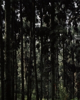 antas/2019/13kaleidoscope-forest