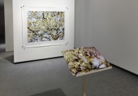 gaal/MIKLOS_GAAL_VIEWING_AN_APPLE_TREE_2009