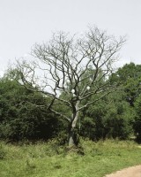 parisphoto/Tree_structure1