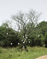 parisphoto/Tree_structure2