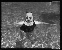 schultz_2016/SCHULTZ_PandaInThePool1