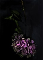 vainio/2010/MARJUKKA_VAINIO_HORTENSIA_2010_360
