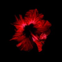 vainio/2010/MARJUKKA_VAINIO_Punainen_IX_2006-2010