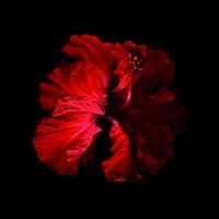 vainio/2010/MARJUKKA_VAINIO_Punainen_XLV_2006-2010