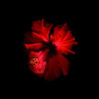 vainio/2010/MARJUKKA_VAINIO_Punainen_XXIII_2006-2010