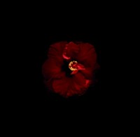 vainio/2010/MARJUKKA_VAINIO_Punainen_XXI_2006-2010