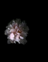 vainio/2014/Vainio_Suite-Debussy_Pivoine_II