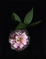 vainio/2014/Vainio_SuiteDebussy_Pivoine_IV