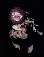 vainio/2014/Vainio_SuiteDebussy_Pivoine_V