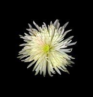 vainio/Chrysanths480