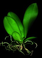 vainio/OrchidaceaeII362