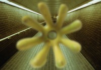 whitehead/yellow
